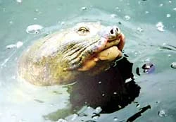 Đã tìm được họ hàng của cụ rùa Hồ Gươm?