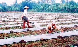 Nông nghiệp, nông thôn, nông dân ĐBSCL - nâng tầm để phát triển - Bài 2: Chuyện “tam nông” ở ven đô