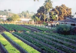 Mô hình nông nghiệp đô thị ở Cuba - Bài 1: Ý tưởng từ cuộc sống
