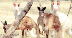Australia : Ăn thịt kangaroo để bảo vệ môi trường?