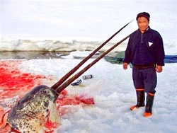 Greenland - Kỳ lân biển bị “thảm sát”