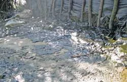 Vụ xả nước thải ra môi trường gây ô nhiễm của Vedan: Phát hiện thêm một số đường ống xả nước thải chưa qua xử lý?