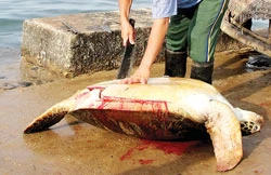 Thảm sát rùa biển