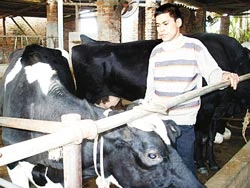 “Họp nóng” bàn cách tiêu thụ sữa cho nông dân