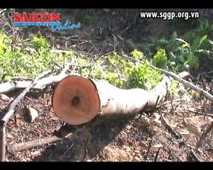 Hệ lụy từ nạn phá rừng ở Quảng Nam: Hệ sinh thái tiêu điều, đàn voọc quý “kêu cứu”