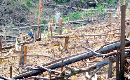Vụ “phá rừng để... trồng rừng” ở Quảng Nam: Ai đứng sau?