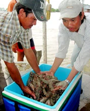 Việt Nam chuẩn bị triển khai truy xuất nguồn gốc thủy sản