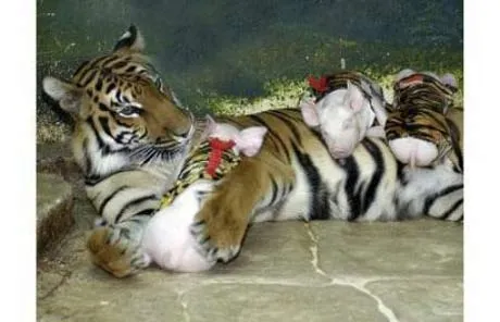 Tình bạn đặc sắc trong thế giới động vật | BÁO SÀI GÒN GIẢI PHÓNG