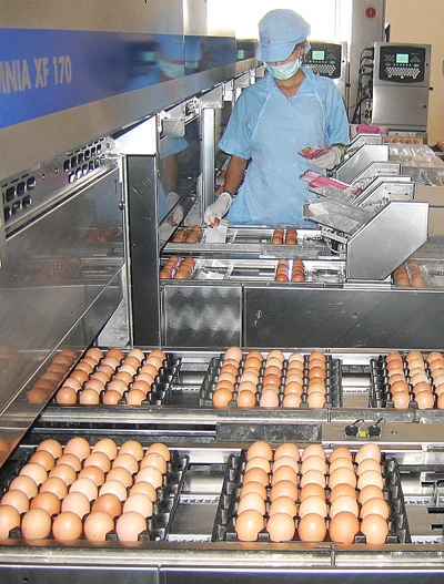 Thêm dây chuyền xử lý trứng sạch 120.000 quả/giờ