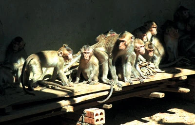 Ngày 15-1 sẽ thả 96 con khỉ về rừng