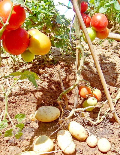 Đà Lạt: Ghép thành công cà chua với khoai tây