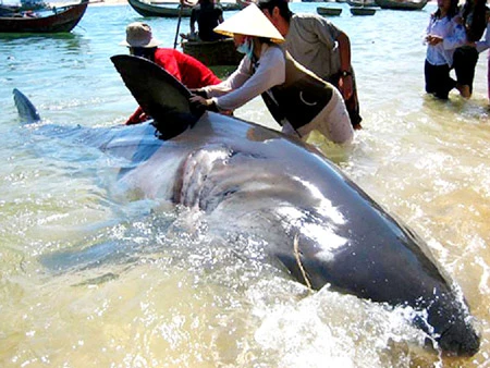 Phú Yên: Ngư dân bắt được cá mập dài 5m