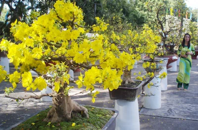 Cần Thơ trao giải Mai vàng Xuân Canh Dần