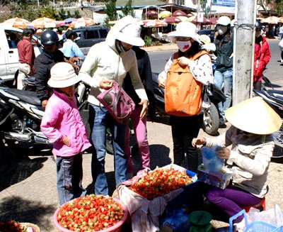 Đà Lạt: Dâu tây và bông atisô hút hàng