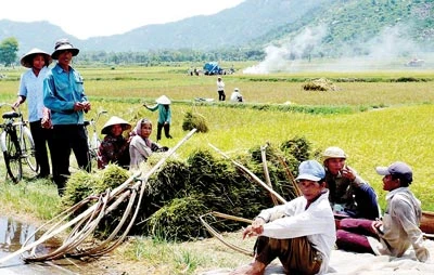 Tìm cách cứu nguy cây lúa nước