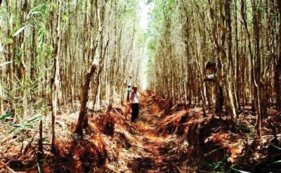 Gồng mình canh lửa rừng U Minh Hạ