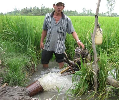 Gồng mình cứu lúa