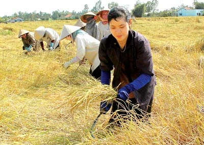 Thủ tướng yêu cầu thu mua hết lúa của nông dân