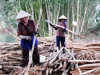 Cây tràm đang bị... “hắt hủi”