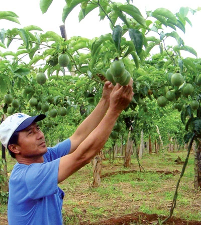 Chuyển hướng phát triển nông nghiệp giá trị cao - Một số hộ nông dân đạt 500 triệu đồng/ha