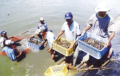 “Sốt” tôm nguyên liệu ở ĐBSCL: Vừa mừng, vừa lo