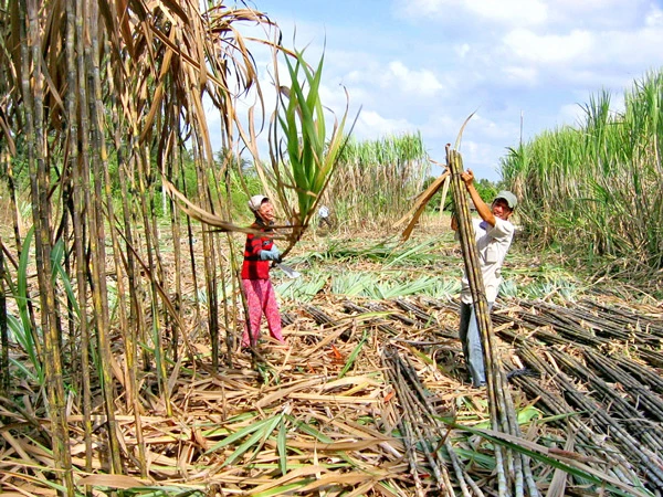 Cay đắng mía đường