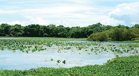 Bất ngờ bàu Trà Lộc