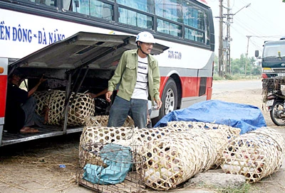 Quảng Nam: Bán heo “chạy dịch”