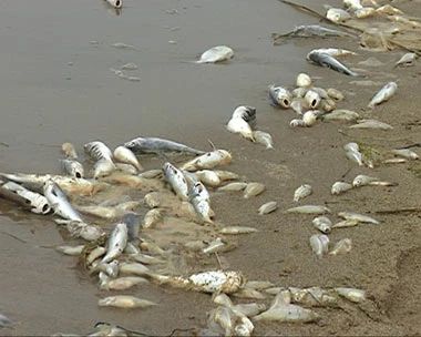 Quảng Ngãi: cá chết nổi dày đặc trên sông Trà Khúc