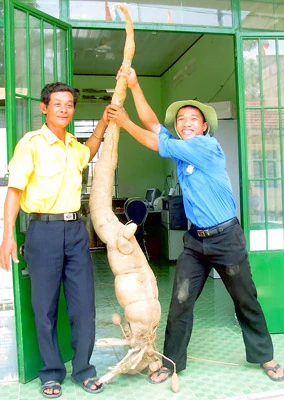 Phát hiện củ mì lớn nhất Việt Nam