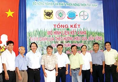 Phân bón Đầu Trâu TE + Agrotain lúa mang lại hiệu quả cho nông dân trong mô hình liên kết 4 nhà