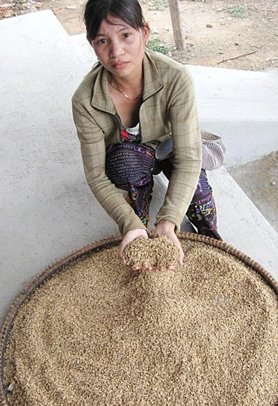 Bình Định: Nông dân lao đao vì lúa giống… bị điếc