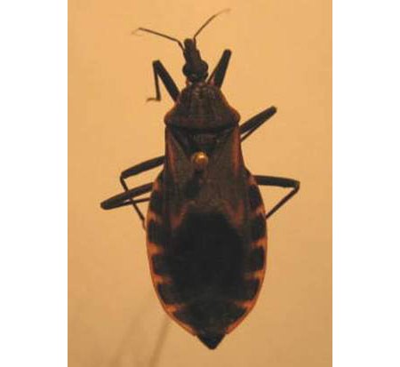 A blood-sucking assassin bug sent to the Central Institute for Malaria – Parasitology – Entomology from Hanoi A blood-sucking assassin bug sent to the Central Institute for Malaria – Parasitology – Entomology from Hanoi