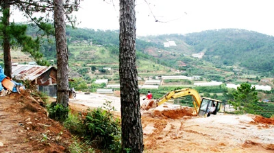 Đà Lạt: Công an vào cuộc điều tra vụ phá rừng thông