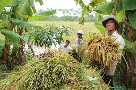 Bạc Liêu: Hàng trăm héc-ta lúa chìm trong nước