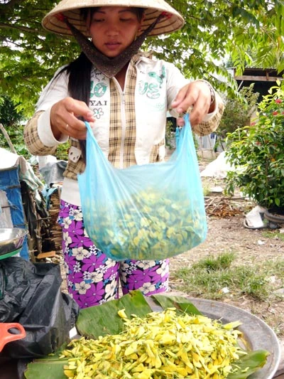 An Giang: Bông điên điển vào mùa