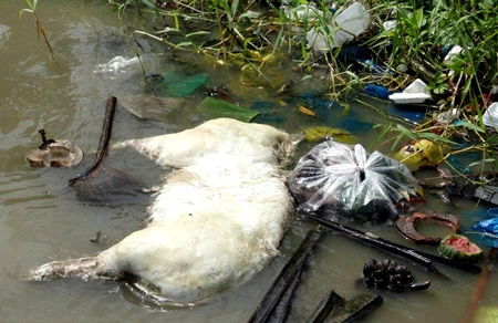 Huyện Cái Nước, tỉnh Cà Mau: Hàng chục xác heo trôi đầy sông