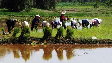 Tiếp tục miễn giảm thuế đất nông nghiệp