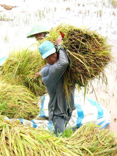 ĐBSCL thiếu kho chứa lúa