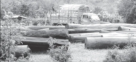 Thừa Thiên - Huế: “Máu rừng” âm ỉ chảy