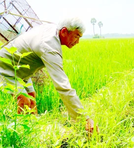 “Chuyên gia” bắt chuột vùng Bảy Núi