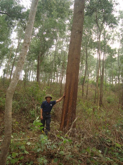 Nhóm hộ trồng rừng đầu tiên của Việt Nam nhận chứng chỉ FSC