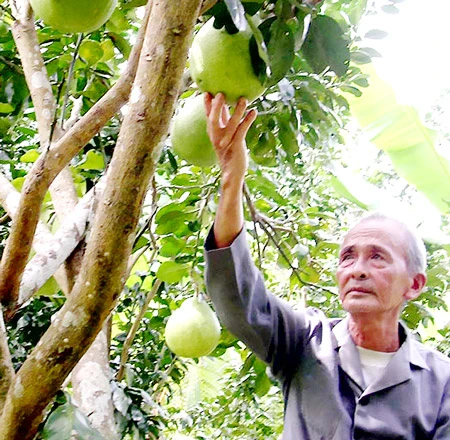 Bưởi Năm Roi trước nguy cơ tàn lụi