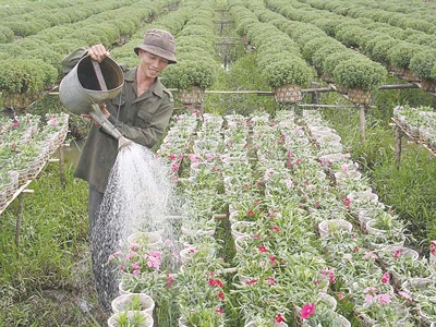 Trồng hoa tết ở ĐBSCL - Tuyển chọn hàng “độc”