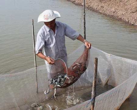 Bạc Liêu: Giá cá kèo tăng mạnh trở lại