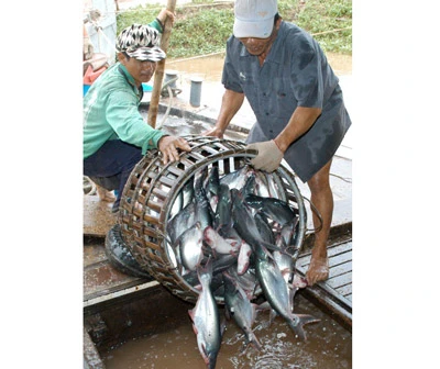 Cá tra Việt Nam - Thoát danh sách đỏ lại mắc “lưới” chứng chỉ