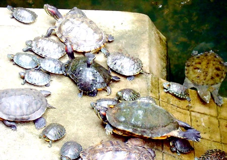 Rùa tai đỏ “xâm chiếm” Hồ Gươm