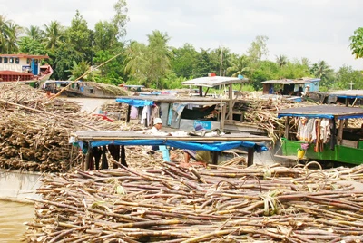 “Chảo lửa” trên vùng mía nguyên liệu