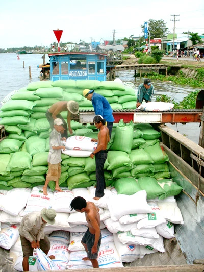 Tiến sĩ Lê Văn Bảnh - Viện trưởng Viện Lúa ĐBSCL: Tạo vùng cho cơ giới hóa “dụng võ”