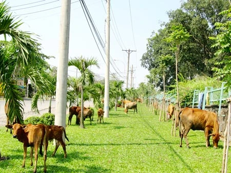 Thảm cỏ này ai trông coi?